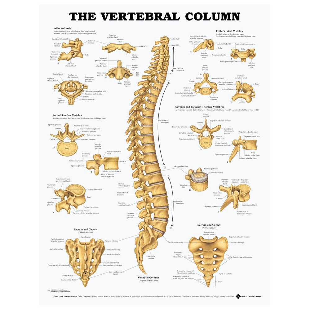 Anatomy Of The Vertebrae And Vertebrae Types Laminated Wall Chart With Porn Sex Picture 4503