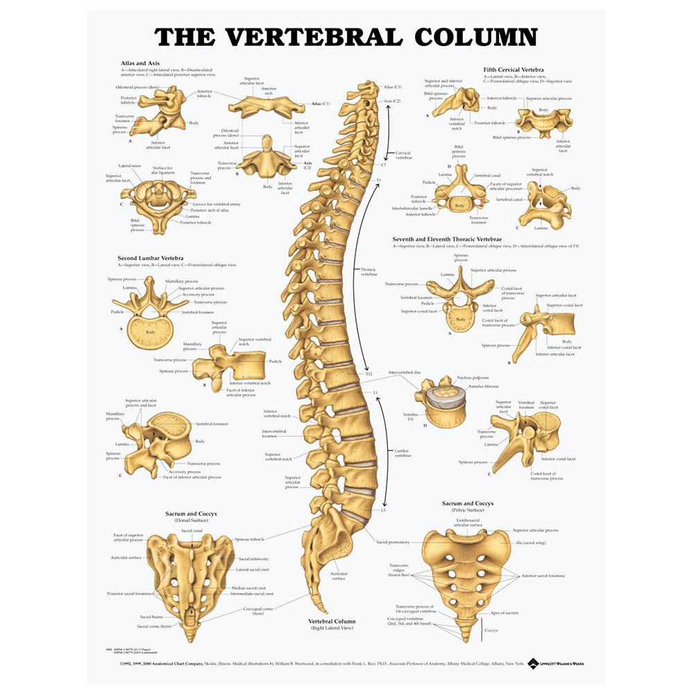 Позвоночник анатомия человека рисунок с подписями